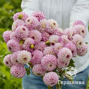 

Георгина Генова шаровидная