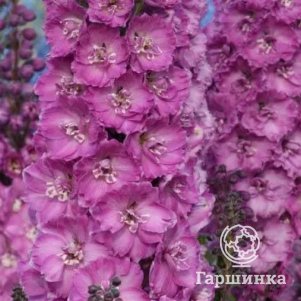 

Дельфиниум высокий Дельфис Саффи