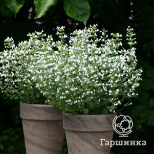 

Душевик котовниковый Марвелетт Вайт