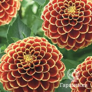 Георгина Джоуи Хьюберт шаровидная