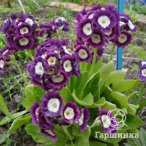 

Примула Джойс