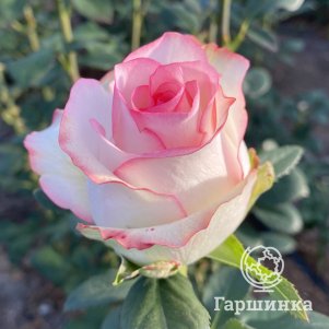 

Роза Джумилия