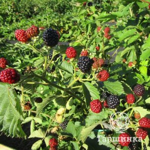 

Ежевика Астерина