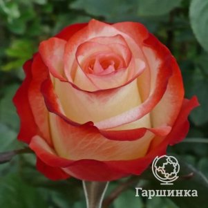 

Роза Фарфалла, Питомник роз