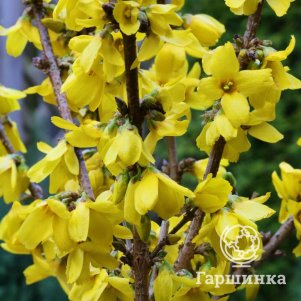 

Форзиция промежуточная Голдрауш