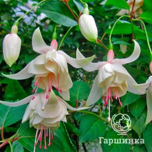 

Фуксия Аннабель