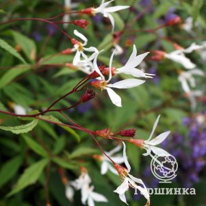 

Гилления трехлистная