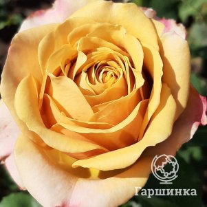 Роза Голден Мустард, Питомник роз