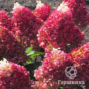 Гортензия Индиан Саммер (Ред Вельвет) метельчатая