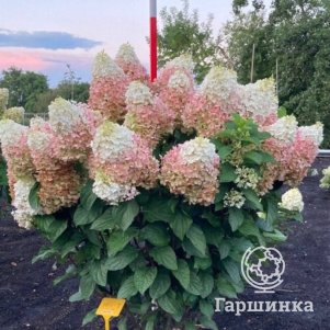 Гортензия Индиан Саммер (Ред Вельвет) метельчатая