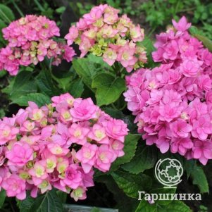 

Гортензия Лав (Любовь) крупнолистная ремонтантная (серия Ты и Я)