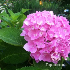 

Гортензия Пинк (Розовая) крупнолистная ремонтантная (серия Навсегда и Вечно)