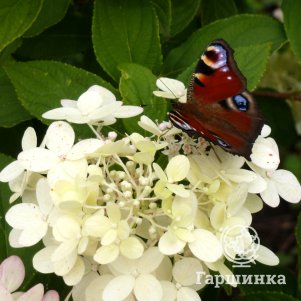 Гортензия Милк энд Хани (Молоко и мед) метельчатая