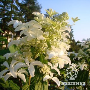 

Гортензия Стар Роуз (Звездная роза) метельчатая