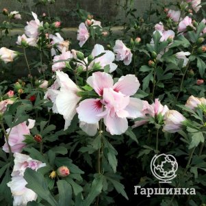

Гибискус Вероза