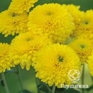

Хризантема Литлтон Йелоу