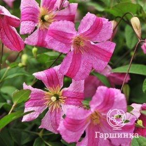 

Клематис Краковяк (3)
