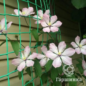 

Клематис Ай-Нор крупноцветковый (2)