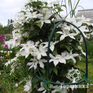 

Клематис Роко-Кола крупноцветковый (3)