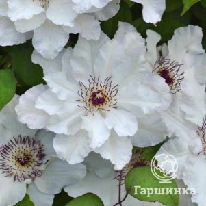 

Клематис Мария Качинская крупноцветковый (2)