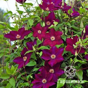 

Клематис Мазовше/Вулкано крупноцветковый (3)