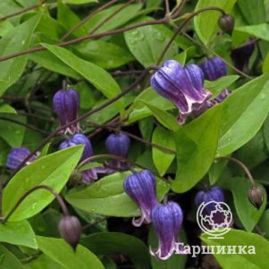 

Клематис Софи (3)