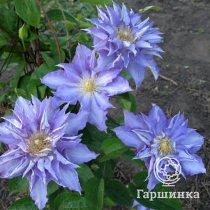 

Клематис Тирислунд (2)