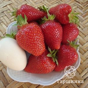 

Клубника Альба