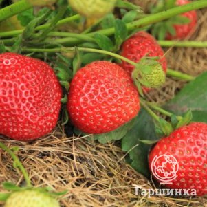 

Клубника Эви 2 ремонтатный