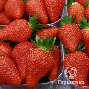 

Клубника Франческо