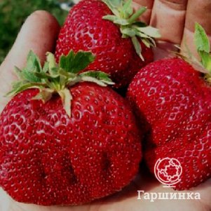 

Клубника Гигантела Максим