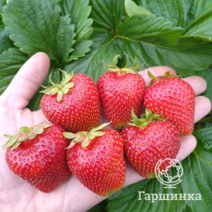 

Клубника Сирия