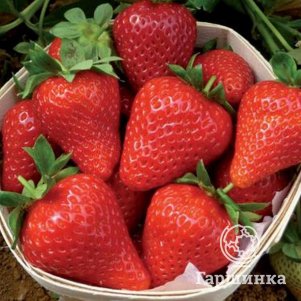 

Клубника Сладкая Анна