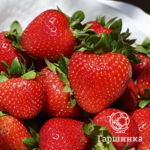 

Клубника Сладкоежка, ремонтантный