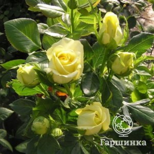 

Роза Кронос, Питомник роз