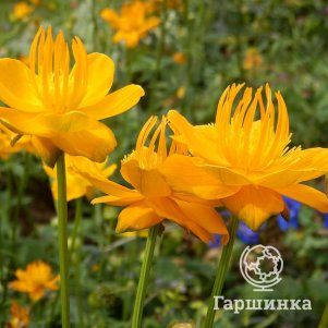 

Купальница китайская