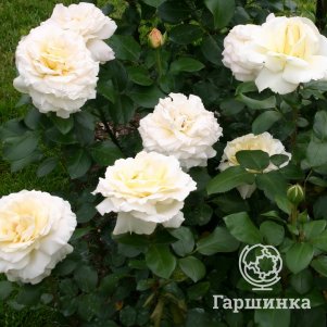 

Роза Ла Перла