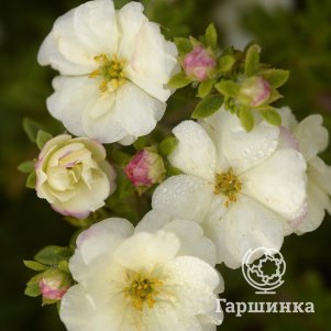 

Лапчатка кустарниковая Крим Дабл Панч