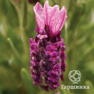 

Лаванда стэхадская Бандера Дип Роуз