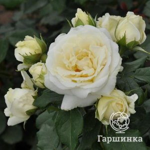 

Роза Ленка Фрайла