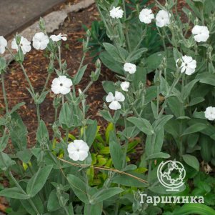 

Лихнис Альба корончатый