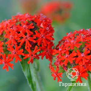 

Лихнис халцедонский