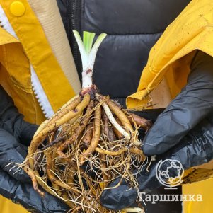 

Лилейник Бела Лугоси