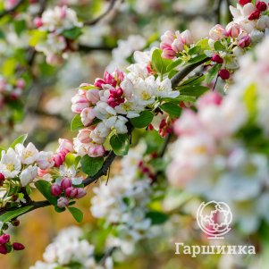 

Яблоня Эверест декоративная