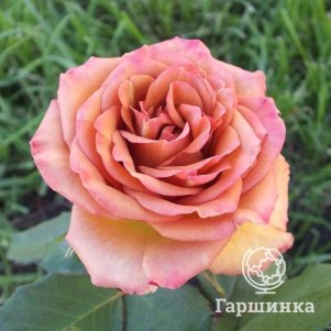 Роза Марракеш, Питомник роз