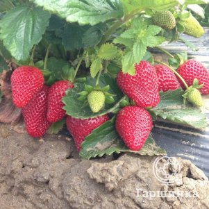 

Клубника Монтерей