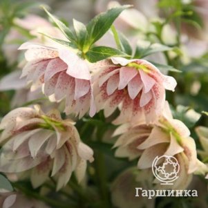 

Морозник восточный Дабл Лайт Пинк