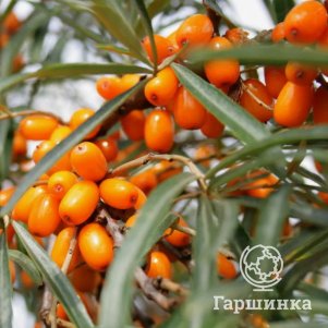 

Облепиха Отрадная