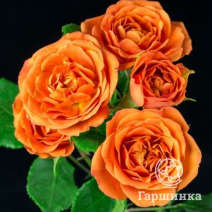 

Роза Бейб, Питомник роз Королева Роза