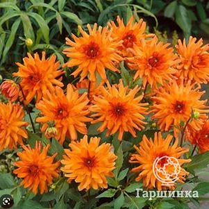 

Георгина Оранж Пигми кактусовая